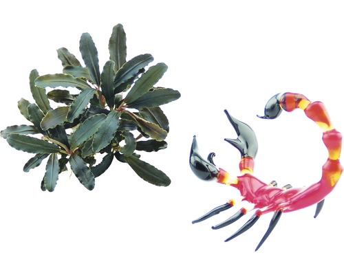 Akvarieväxt och dekorativ skorpion i glas