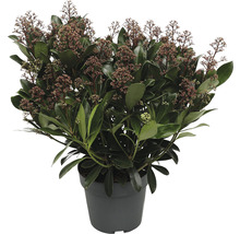 Skimmia i kruka med blad och blommor