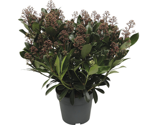 Vinterbär FLORASELF Skimmia japonica Rubella 20-30 cm co 3L buskig