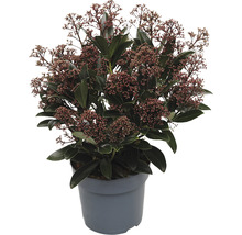 Skimmia i kruka med blomställningar
