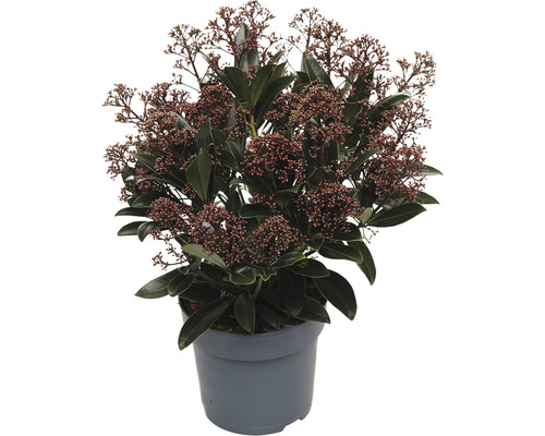 Vinterbär FLORASELF Skimmia japonica Rubella 20-30cm co 1,5L