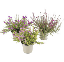 Tre krukväxter med lila och rosa blommor