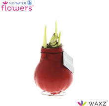 Amaryllislök i rött vaxskikt på metallfot