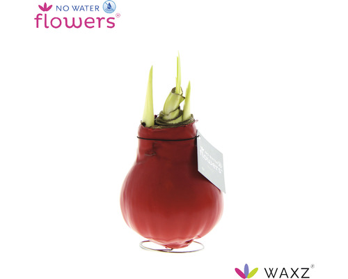 Amaryllislök i rött vaxskikt på metallfot