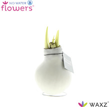 No Water Flowers Amaryllis i vas