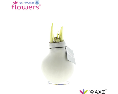 No Water Flowers Amaryllis i vas