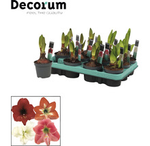 Amaryllis blomsterlökar i kruka i en bricka. Olika blomfärger av Amaryllis visas.
