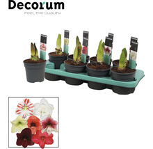 Amaryllislökar i krukor på en pall