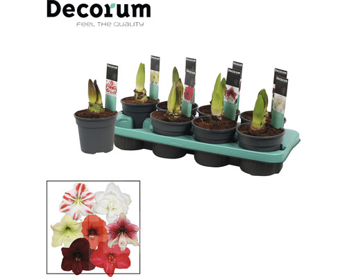 Amaryllis Exclusive mix FLORASELF Hippeastrum Ø13cm 2 blommor Amaryllislökar i krukor på en pall