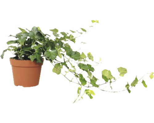 Murgröna i en kruka