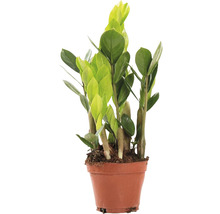 Zamioculcas krukväxt i kruka