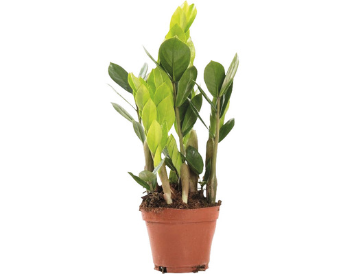 Garderobsblomma FLORASELF Zamioculcas zamiifolia ca 35cm Ø10,5cm