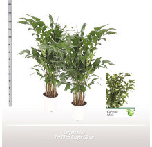 Fiskstjärtspalm FLORASELF Caryota mitis ca 160cm Ø24cm