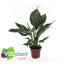 Fredskalla FLORASELF Spathiphyllum Diamond ca 30cm Ø12cm
