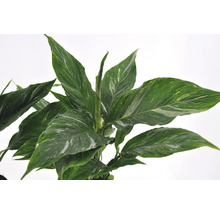 Fredskalla FLORASELF Spathiphyllum Diamond ca 30cm Ø12cm