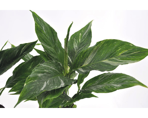 Fredskalla växt med grönvita blad