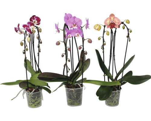 Brudorkidé FLORASELF Phalaenopsis multiflora Cascade 55-60cm Ø12cm 2 stänglar