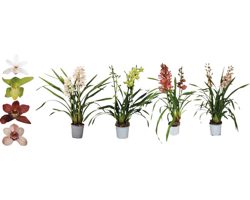 Orkidé FLORASELF Cymbidium mix 2 stänglar 55-70cm Ø12cm