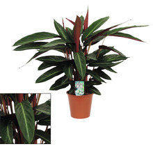 Calathea krukväxt