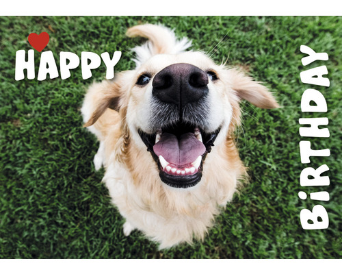 Vykort Happy birthday hund Vykort Happy birthday hund