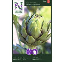 Kronärtskocka ''Vert de Provence'' växt