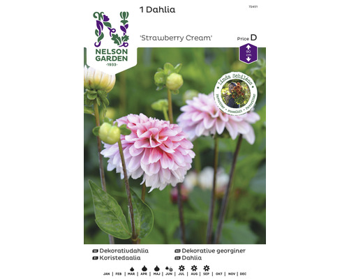 Blomsterlök NELSON GARDEN Dahlia hög dekorativ Strawberry Cream rödvit