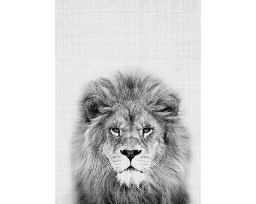 Vykort Lion Vykort Lion