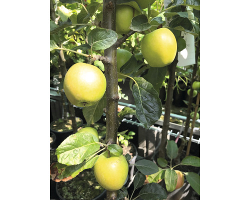 Äppelträd FLORASELF Bio Malus domestica 'Golden Gate' 130-150cm Co 7,5L