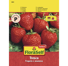FloraSelf Select | Frö