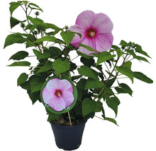 Hibiskus i kruka med rosa blomma