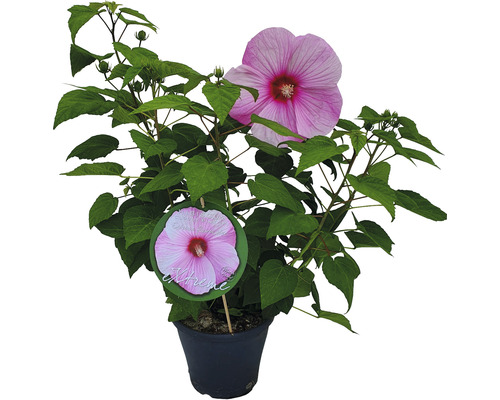 Hibiskus i kruka med rosa blomma