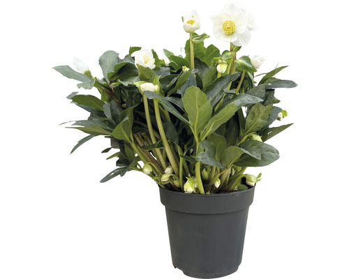 Julros i kruka med vita blommor och gröna blad.
