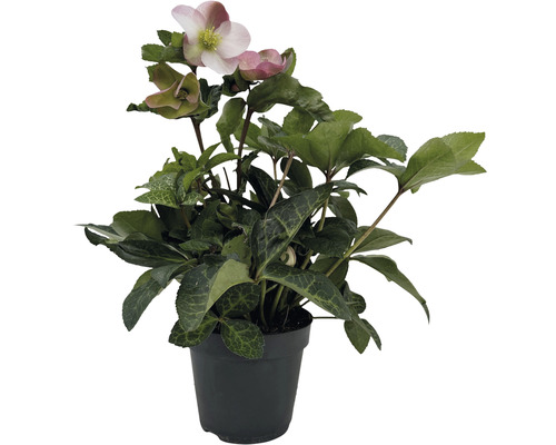 Julros Helleborus x hybridus 'Pink Princess' Co 2L