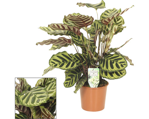 Kalatea FLORASELF Calathea Makoyana ca 85cm Ø17cm