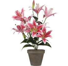 Liljor i kruka som dekoration