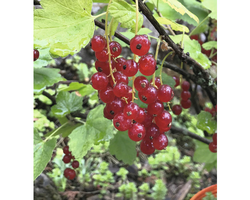 Röda vinbär FLORASELF Bio Ribes rubrum 'Rovada' ca 40cm Co 3L