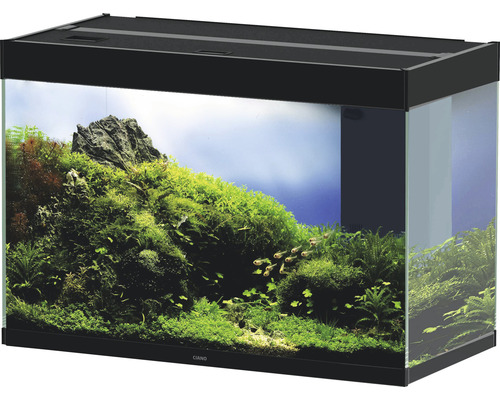 Inrett akvarium med växter, stenar och fiskar