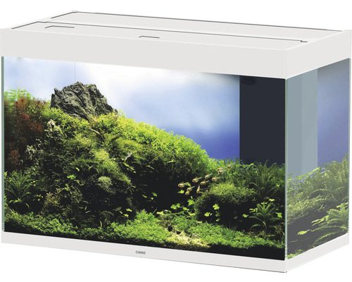 Inrett akvarium med växter och fiskar