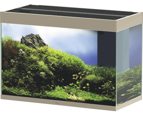 Akvarium med vattenväxter, fiskar och dekoration