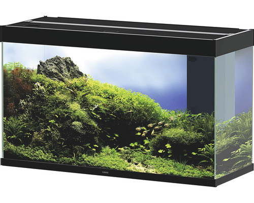 Inrett akvarium med växter och fiskar