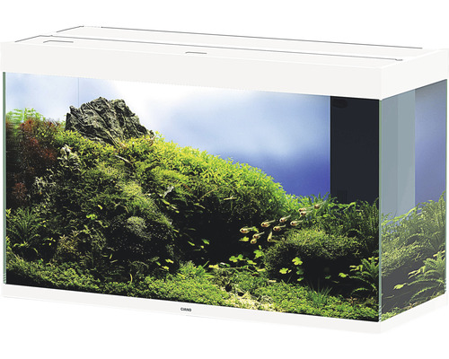 Inrett akvarium med växter och fiskar