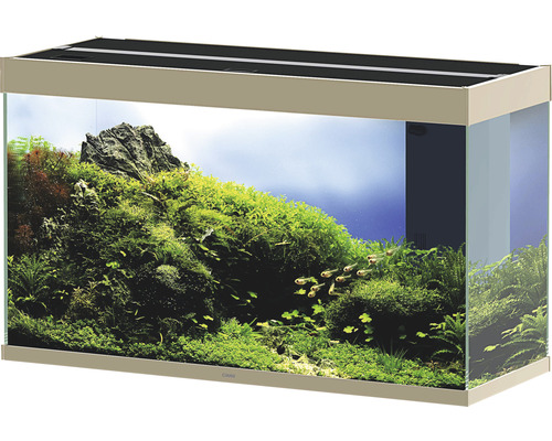 Inrett akvarium med växter och fiskar