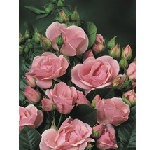 Ros OMNIA GARDEN Rosa Astrid Lindgren 'Pouluf' (Floribunda-Gruppen) 1-pack