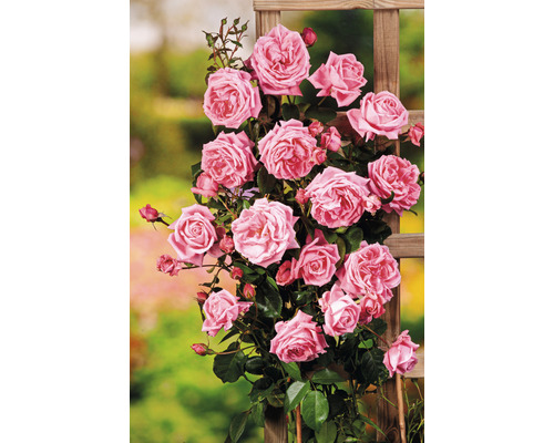 Klätterros med rosa blommor på spaljé
