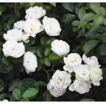 Närbild av vita rosenblommor med gröna blad