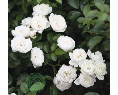 Ros OMNIA GARDEN Rosa 'White Fairy' (Miniatyrros-Gruppen) 5-pack