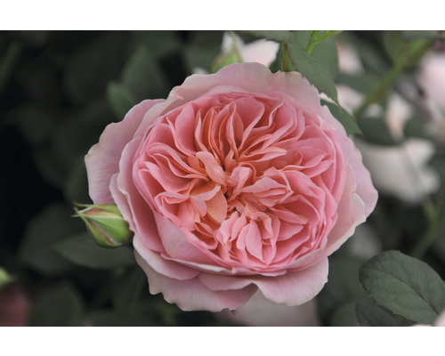 Närbild av en ljusrosa ros med tätt packade kronblad