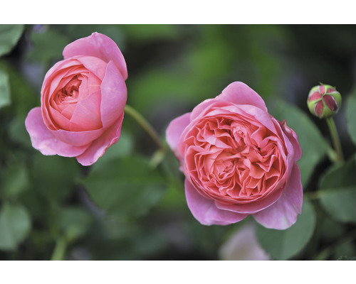 Buskros OMNIA GARDEN Rosa 'Auscousin' Boscobel (Moderna Buskros-Gruppen) 10-pack