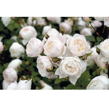 Närbild av vita rosenblommor