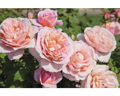 Buskros OMNIA GARDEN Rosa 'Austiger' Queen of Sweden (Moderna Buskros-Gruppen) 10-pack